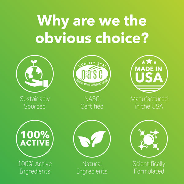 Allergy Supplement for Dogs + Cats (BioResiliant)