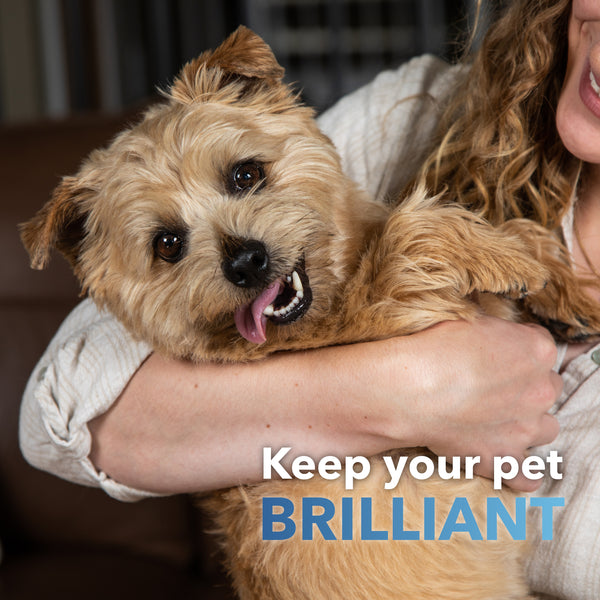Dental Supplement for Dogs + Cats (BioBrilliant)