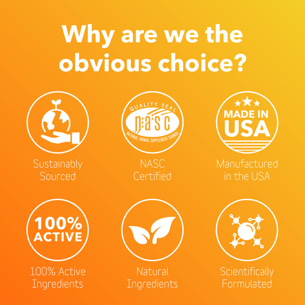 Skin + Coat Supplement for Dogs + Cats (BioRadiant)