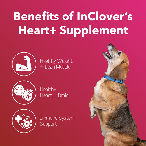 Heart+ Supplement for Dogs + Cats (BioVibrant)