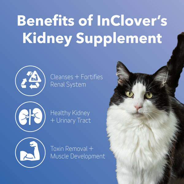 Kidney Supplement for Dogs + Cats (BioRen)